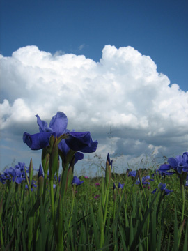 Violets in a field beneath a blue sky