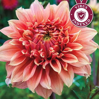 Fairway Spur Dahlia