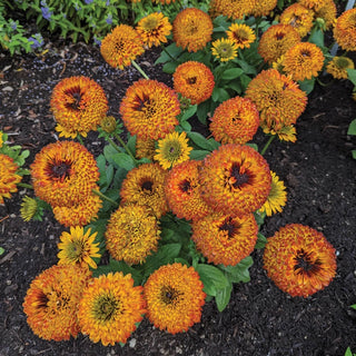 Solar Sisters Rudbeckia