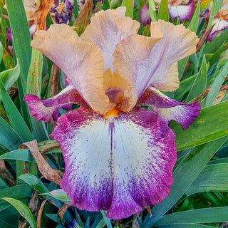 All the Time Reblooming Bearded Iris