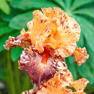 Cheetah Cheese Bearded Iris