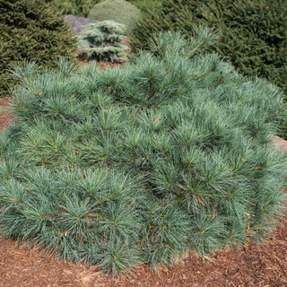 Blue Shag Eastern White Pine
