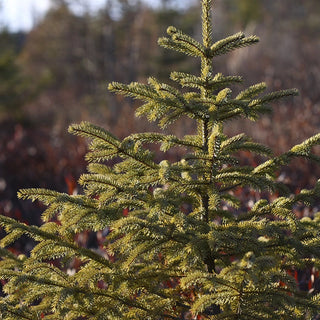 Black Hills Spruce