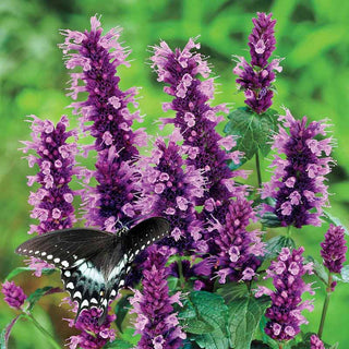 Black Adder Hummingbird Mint