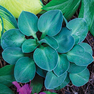 Hostas