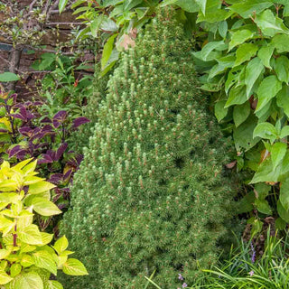 Dwarf Alberta Spruce