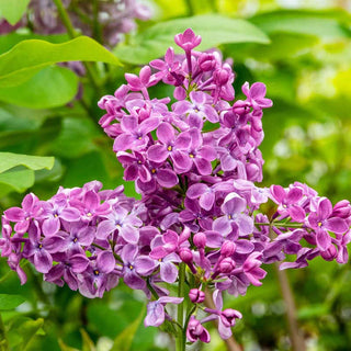 Rosie Beach Party™ Lilac Shrub