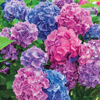 Macrophylla Hydrangeas