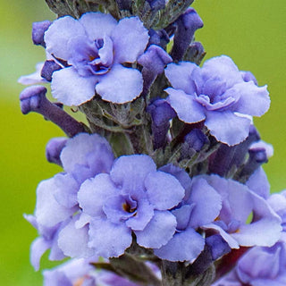 Blue Ribbon Butterfly Bush