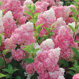 First Editions® Strawberry Sundae® Hydrangea