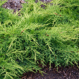 Daub's Frosted Juniper