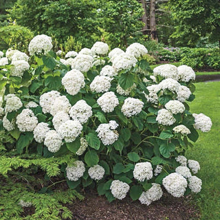 Annabelle Hydrangea Shrub