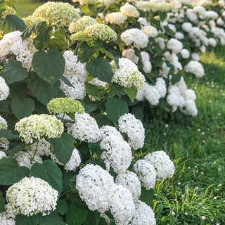 Annabelle Hydrangea Shrub