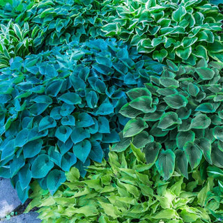 Hosta Verdant Medley Collection