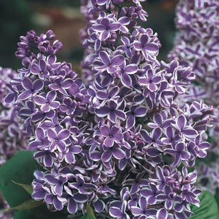 Sensation Lilac Shrub