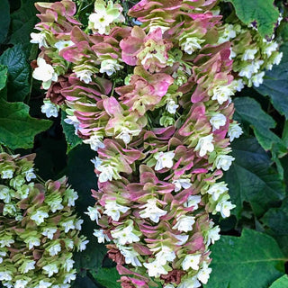 Snowcicle Oakleaf Hydrangea