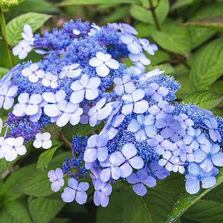 Lacecap Hydrangeas