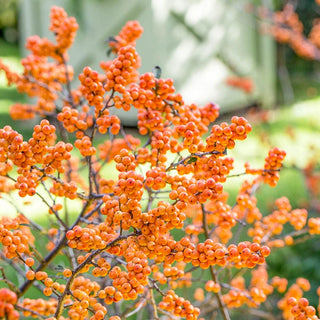 Winterberry Shrubs