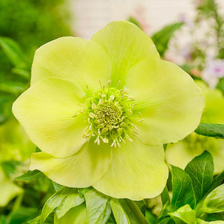 Hellebore (Lenten Rose)