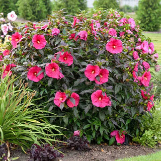 Summerific® Evening Rose Hibiscus