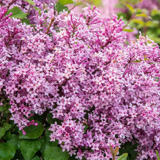 Be Right Back™ Lilac Shrub