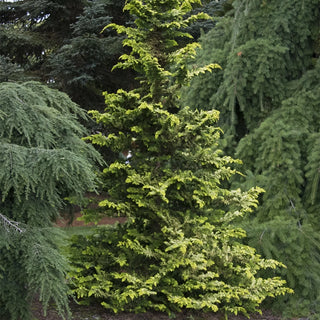 Fernspray Gold Hinoki Cypress
