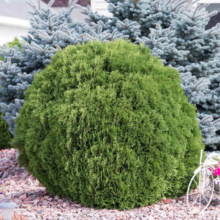 Woodward Globe Arborvitae Hedge