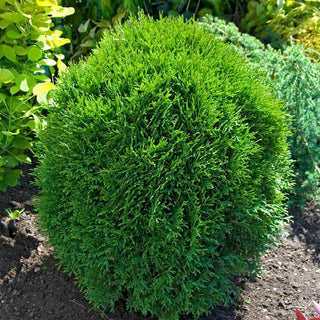 Little Giant Arborvitae Hedge