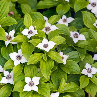 Dogwood Shrubs