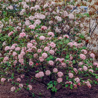 Korean Spice Viburnum