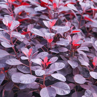 Royal Purple Smoke Tree