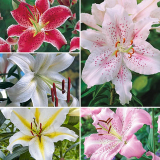 Parfum De Bloom™ Fragrant Lily Collection