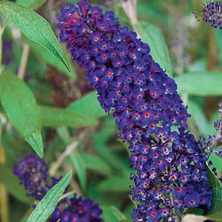 Black Knight Butterfly Bush