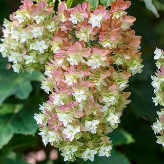 Snowflake Oakleaf Hydrangea