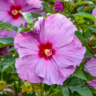 Summerific® Lilac Crush Hibiscus