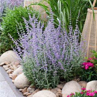 Prime Time Russian Sage