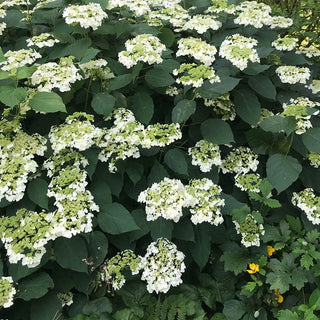 Haas Halo Hydrangea