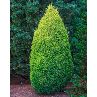 Gold Cone Juniper
