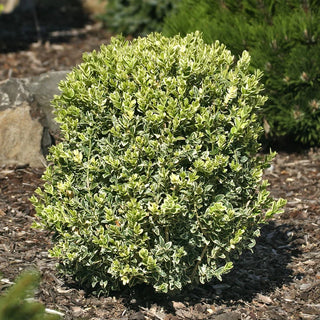 Variegated Boxwood