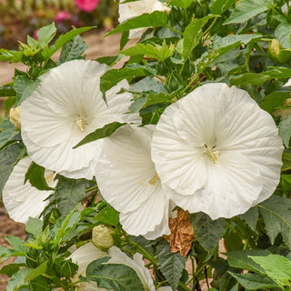 Marshmallow Moon Hibiscus