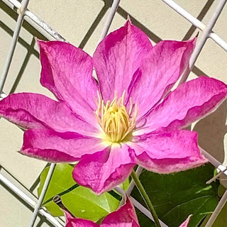 Clematis Star Burst