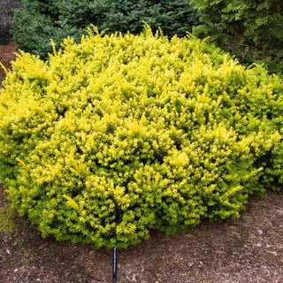 Yew Shrubs