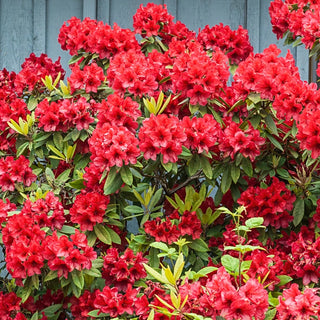 Hershey's Red Evergreen Azalea