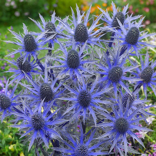 Big Blue Eryngium