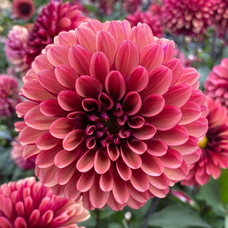 Maria Strella Dahlia