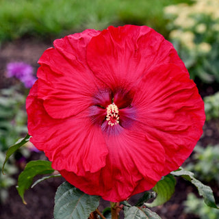 Summerific® Valentine's Crush Hibiscus