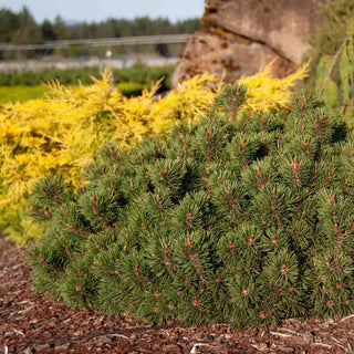 Valley Cushion Mugo Pine