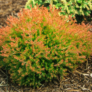 Fire Chief Arborvitae