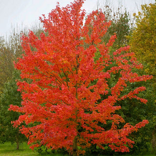October Glory Maple