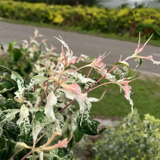 Watermelon Sugar Dogwood